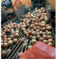 экспорт свежего желтого лука в Индонезию